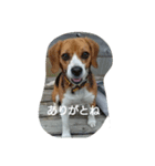 はくとラテ（個別スタンプ：5）