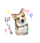 gnk（個別スタンプ：1）