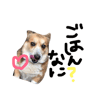 gnk（個別スタンプ：2）