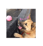 わんこワンコ（個別スタンプ：6）