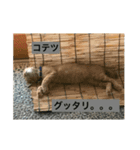 香能 コテツ（個別スタンプ：5）