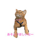 香能 コテツ（個別スタンプ：7）