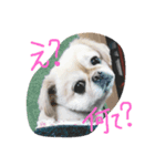 ペキチワの小夏ちゃん（個別スタンプ：1）