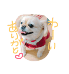 ペキチワの小夏ちゃん（個別スタンプ：6）