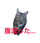 我が家のたいがぁさん。（個別スタンプ：2）