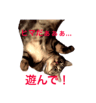 我が家のたいがぁさん。（個別スタンプ：5）