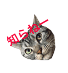 我が家のたいがぁさん。（個別スタンプ：8）