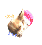ちわわ小太郎（個別スタンプ：3）