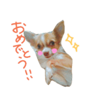 ちわわ小太郎（個別スタンプ：5）