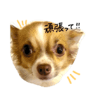 ちわわ小太郎（個別スタンプ：10）