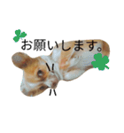 ちわわ小太郎（個別スタンプ：13）