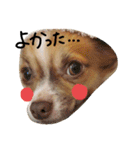 ちわわ小太郎（個別スタンプ：21）