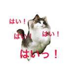こおりとモコ（個別スタンプ：1）