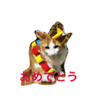 こおりとモコ（個別スタンプ：6）