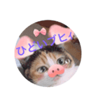 デブゴロニャン（個別スタンプ：1）