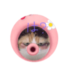 デブゴロニャン（個別スタンプ：3）