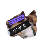 デブゴロニャン（個別スタンプ：4）