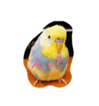 インコのハルくん（個別スタンプ：2）