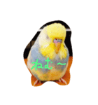 インコのハルくん（個別スタンプ：3）