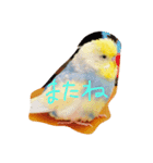 インコのハルくん（個別スタンプ：16）