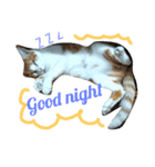 my cat, my cat（個別スタンプ：2）