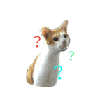 my cat, my cat（個別スタンプ：3）