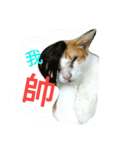 my cat, my cat（個別スタンプ：4）