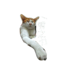 my cat, my cat（個別スタンプ：6）