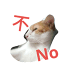 my cat, my cat（個別スタンプ：7）