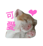 my cat, my cat（個別スタンプ：9）