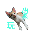 my cat, my cat（個別スタンプ：11）