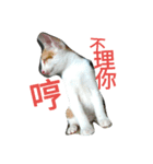 my cat, my cat（個別スタンプ：12）