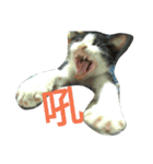 my cat, my cat（個別スタンプ：13）