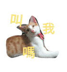 my cat, my cat（個別スタンプ：14）