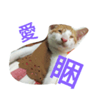 my cat, my cat（個別スタンプ：15）