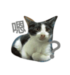my cat, my cat（個別スタンプ：16）