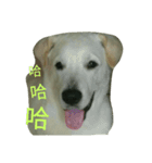 LOVE Q BABY（個別スタンプ：5）