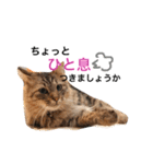 うちねこすたんぷ（個別スタンプ：1）