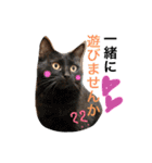 うちねこすたんぷ（個別スタンプ：2）