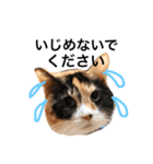 うちねこすたんぷ（個別スタンプ：3）