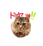 うちねこすたんぷ（個別スタンプ：6）
