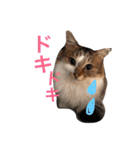 うちねこすたんぷ（個別スタンプ：8）