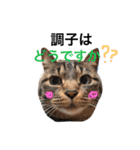 うちねこすたんぷ（個別スタンプ：9）