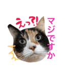 うちねこすたんぷ（個別スタンプ：12）