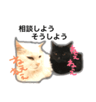 うちねこすたんぷ（個別スタンプ：13）