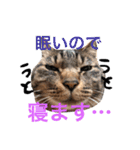 うちねこすたんぷ（個別スタンプ：16）