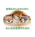 柴犬キバ蔵 参 金津編（個別スタンプ：4）