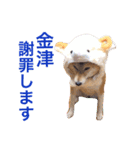 柴犬キバ蔵 参 金津編（個別スタンプ：13）