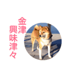 柴犬キバ蔵 参 金津編（個別スタンプ：15）