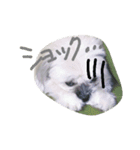 paruritan2（個別スタンプ：6）